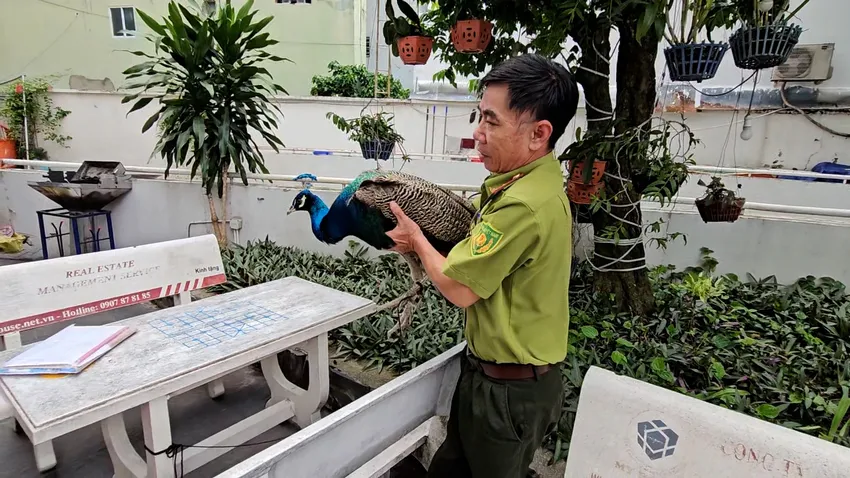 Chim khổng tước bất ngờ bay vào căn hộ tầng 6 chung cư ở TP HCM