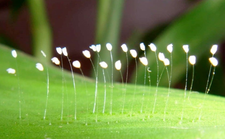 Tĩnh tại ngắm những loài hoa linh thiêng trong Phật giáo