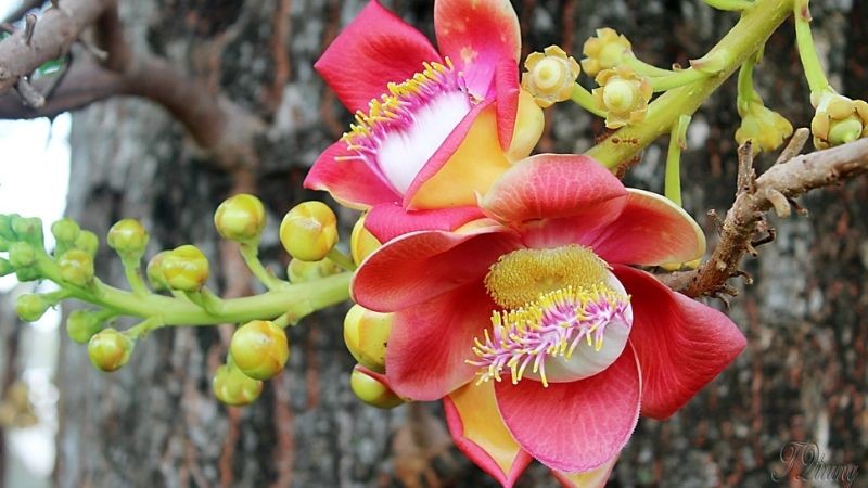 Tĩnh tại ngắm những loài hoa linh thiêng trong Phật giáo