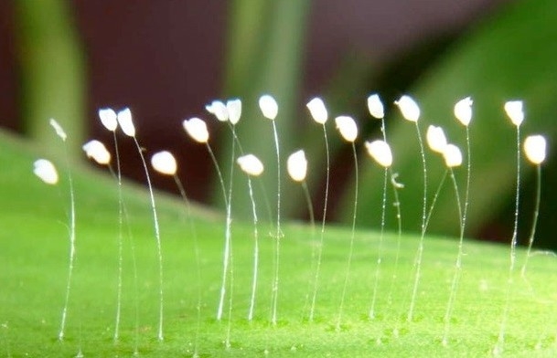 Tĩnh tại ngắm những loài hoa linh thiêng trong Phật giáo