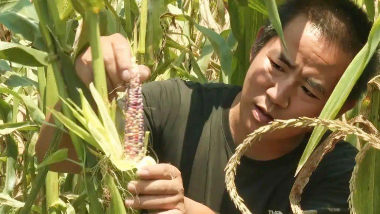 Loại ngô được săn lùng như “báu vật” vì vẻ đẹp kỳ ảo ở Trung Quốc