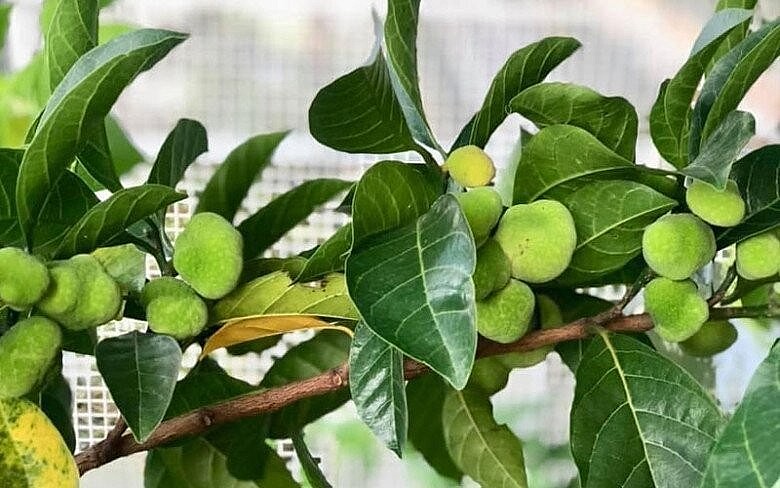 Cây "lộc trời" trồng trước nhà: Vừa nấu canh chua ngon, hút sạch mỡ máu, lại may mắn quanh năm