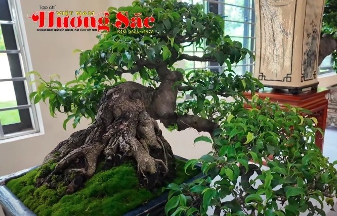 Hội quán Bonsai Phú Xuyên, Hà Nội trưng bày cây cảnh nghệ thuật lần thứ nhất