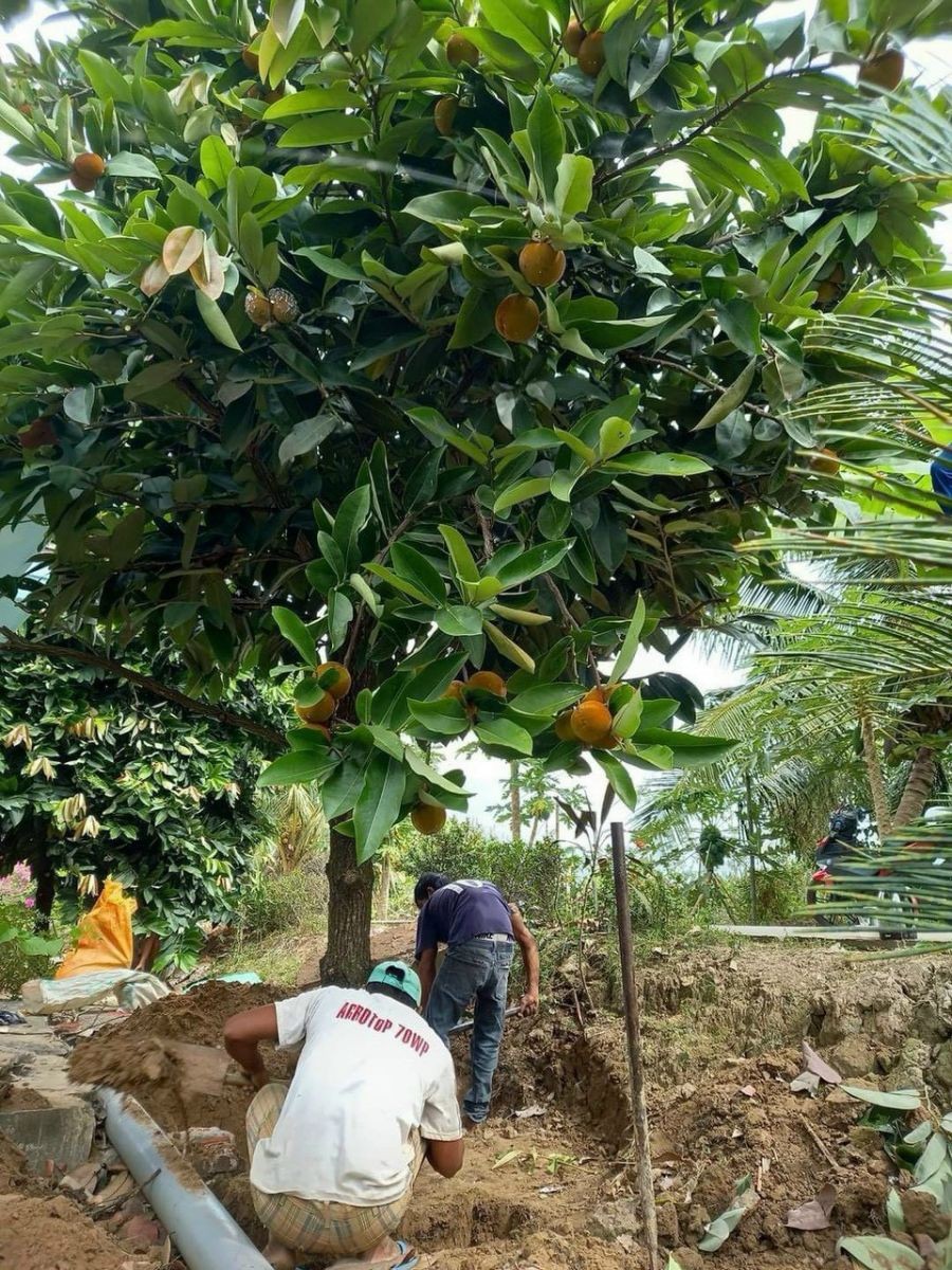 Loại quả mang vẻ đẹp tròn đầy, rực rỡ, là đặc sản độc đáo ở miền Tây