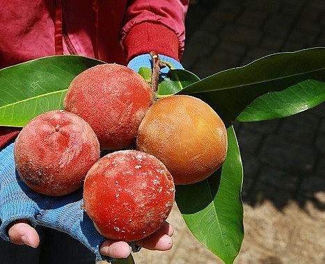 Loại quả mang vẻ đẹp tròn đầy, rực rỡ, là đặc sản độc đáo ở miền Tây
