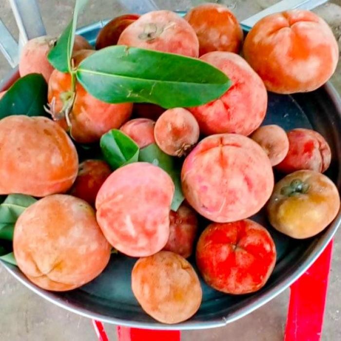 Loại quả mang vẻ đẹp tròn đầy, rực rỡ, là đặc sản độc đáo ở miền Tây