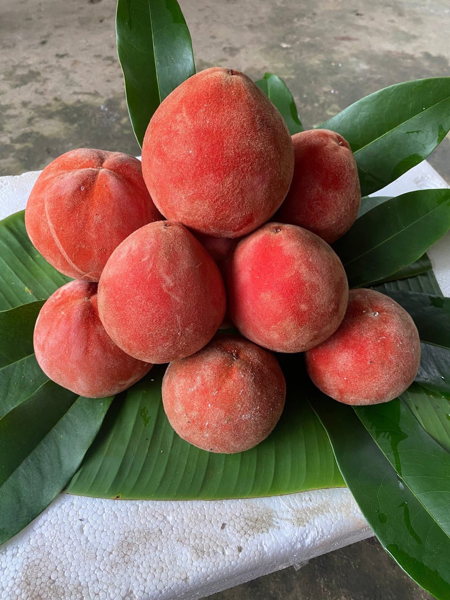 Loại quả mang vẻ đẹp tròn đầy, rực rỡ, là đặc sản độc đáo ở miền Tây
