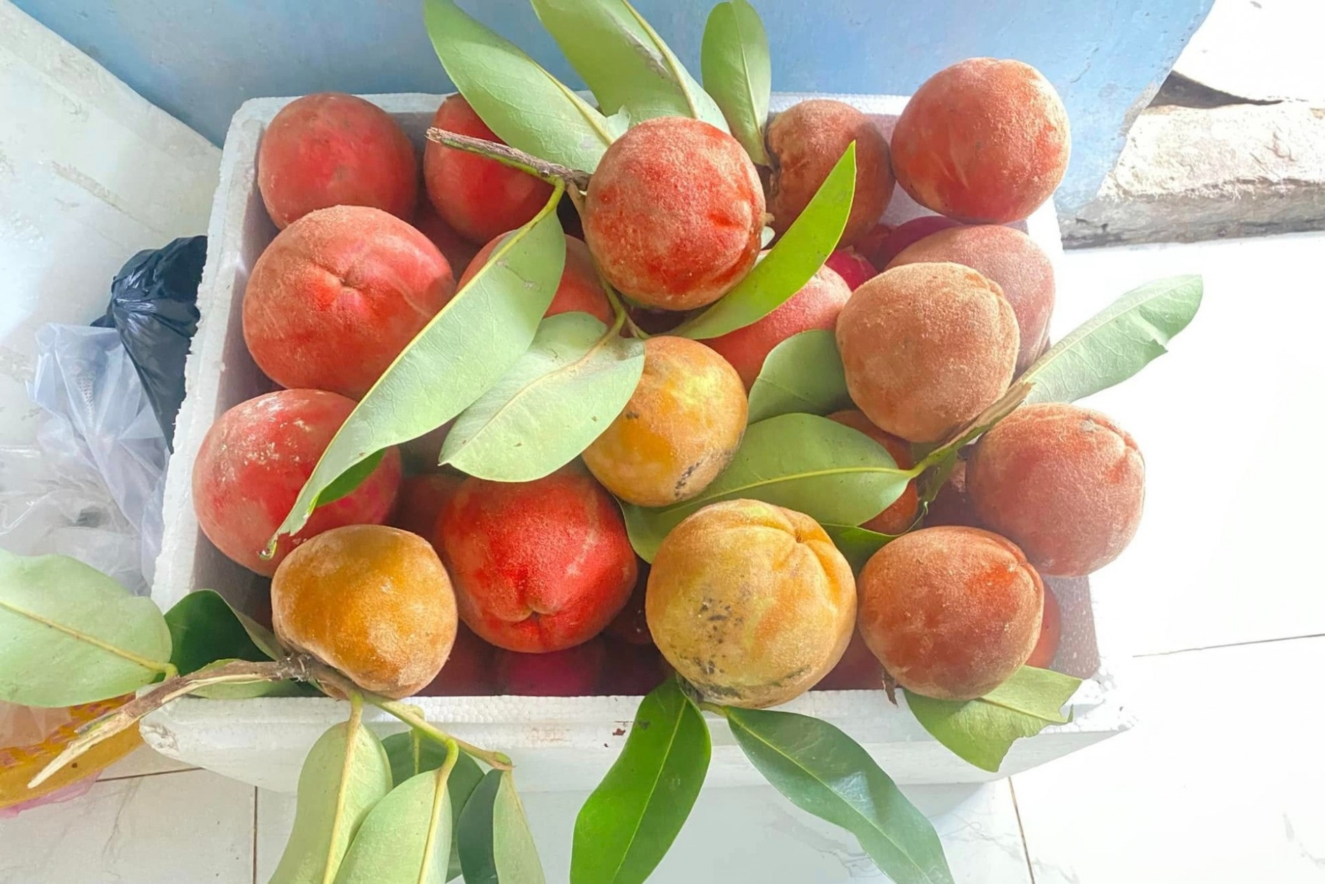 Loại quả mang vẻ đẹp tròn đầy, rực rỡ, là đặc sản độc đáo ở miền Tây