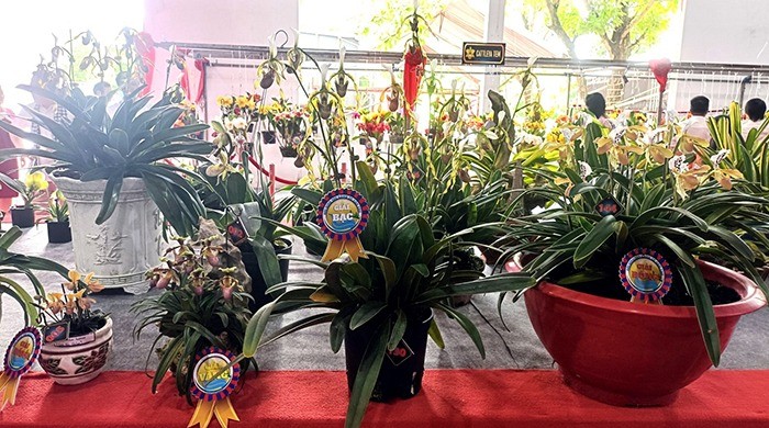 Hội thi và trưng bày hoa lan toàn quốc lần thứ X: Sắc hương hội tụ tại Cần Thơ