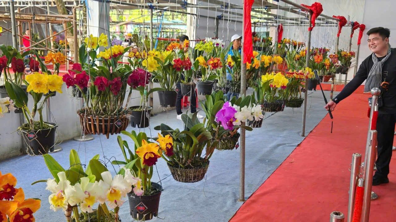 Hội thi và trưng bày hoa lan toàn quốc lần thứ X: Sắc hương hội tụ tại Cần Thơ