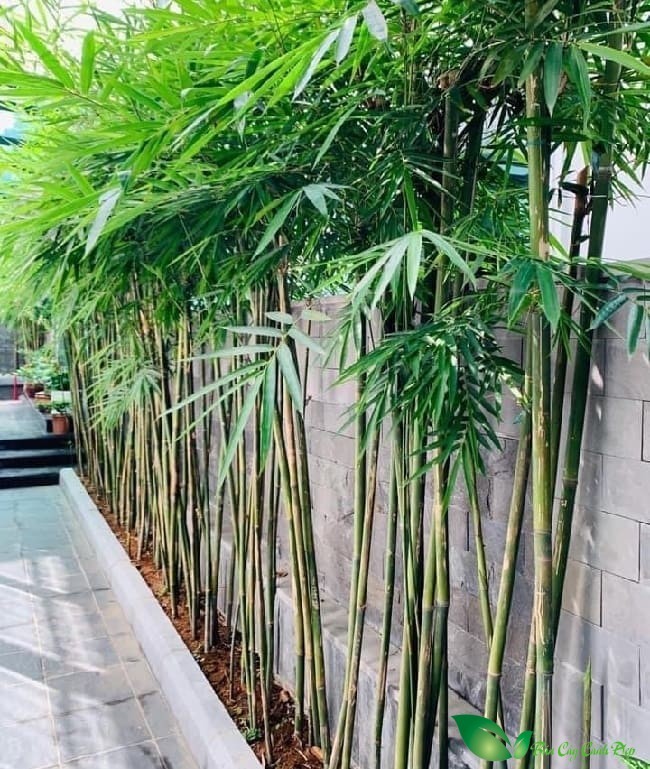 5 loại cây người xưa khuyên nên trong sân vườn để lộc tồn, giữ phúc