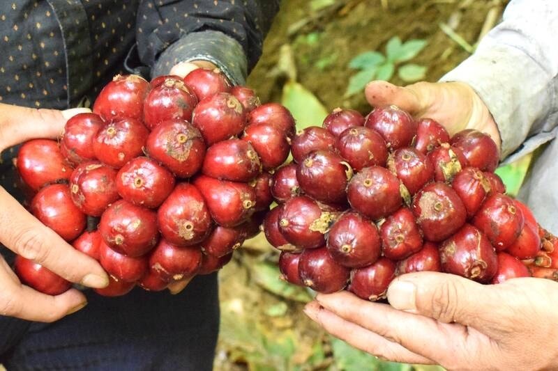Nông dân Sơn La làm giàu từ thứ quả đỏ au, thơm nồng nơi đại ngàn