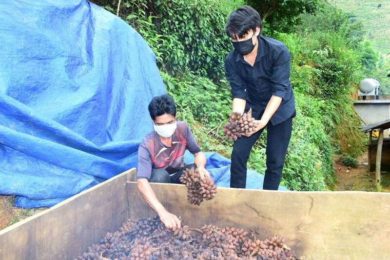 Nông dân Sơn La làm giàu từ thứ quả đỏ au, thơm nồng nơi đại ngàn