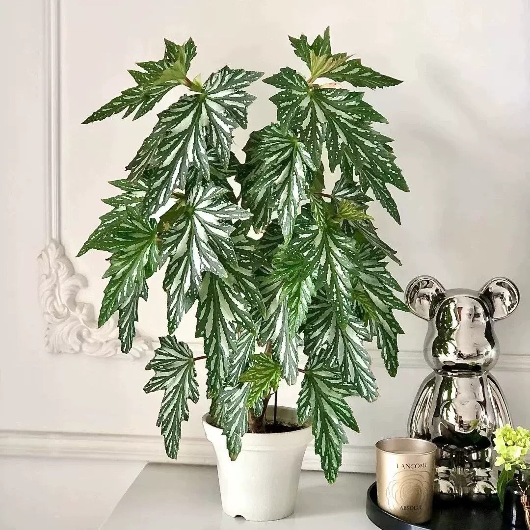 Lá như cánh thiên thần, hoa như muôn vì sao – cây cảnh này là biểu tượng của điềm lành và may mắn
