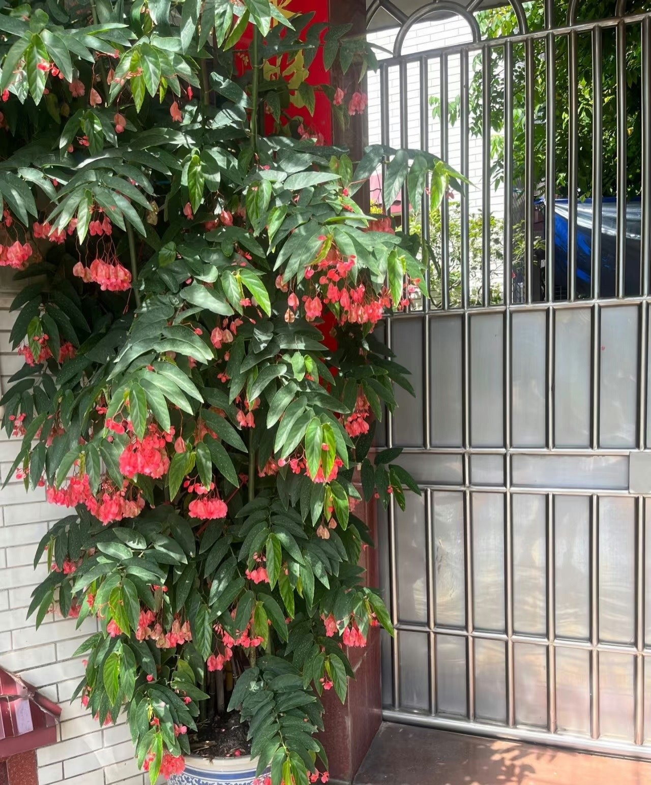 Lá như cánh thiên thần, hoa như muôn vì sao – cây cảnh này là biểu tượng của điềm lành và may mắn