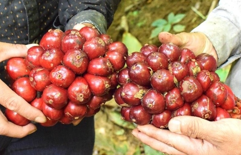 Nông dân Sơn La làm giàu từ thứ quả đỏ au, thơm nồng nơi đại ngàn