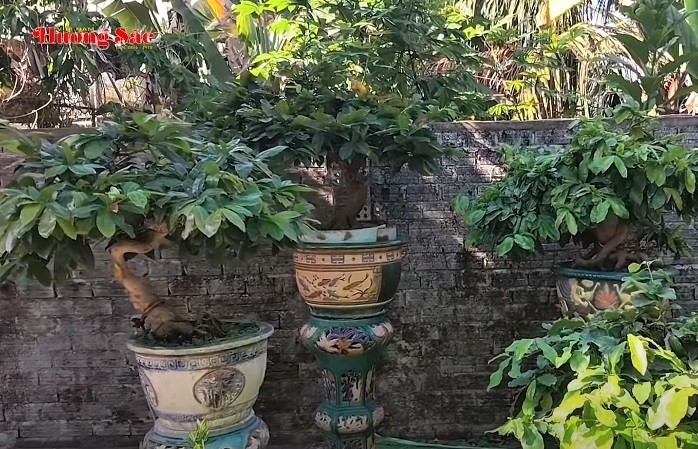 Khám phá vườn mai bonsai đa chủng loại của anh Phạm Văn Phát ở Đà Nẵng