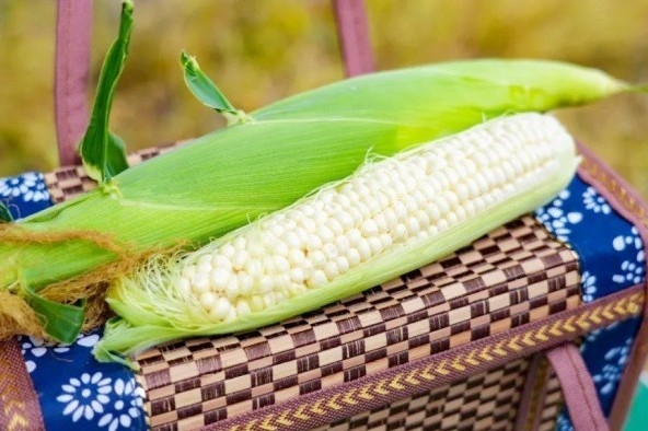 Giống ngô trắng như ngọc, ăn sống được, nông dân bán giá cao vẫn cháy hàng