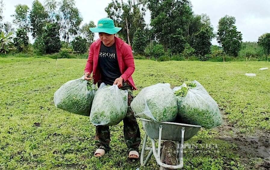 Xã nghèo từng ngập phèn ở Tây Ninh nay đổi đời nhờ cánh đồng rau má xanh mướt