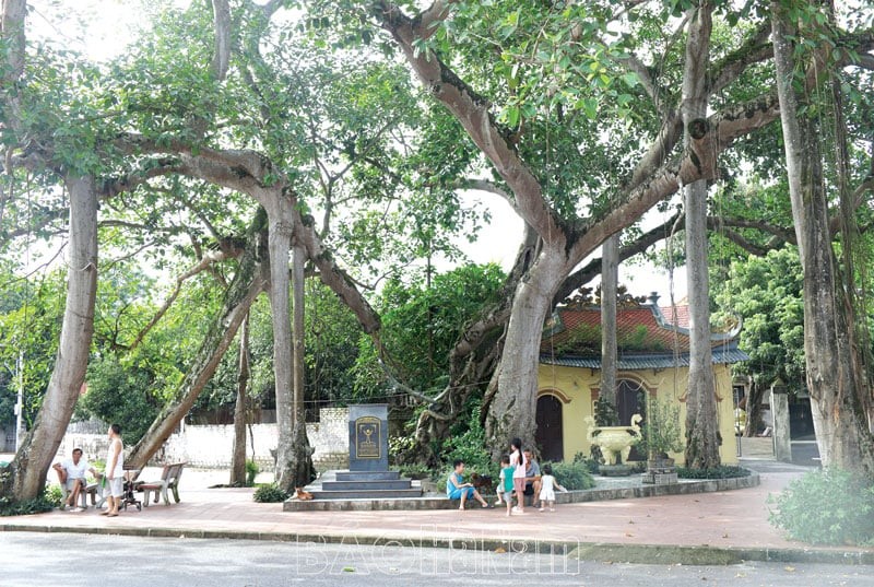 Hơn 300 năm xanh tốt, cây cổ thụ ở Ninh Bình gây ấn tượng với hình dáng độc lạ