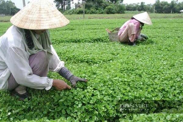 Xã nghèo từng ngập phèn ở Tây Ninh nay đổi đời nhờ cánh đồng rau má xanh mướt