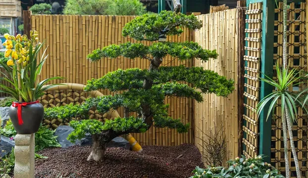 Những loài cây từng bị “người nghèo chê ỏng eo” nhưng lại là “bảo vật xanh” trong mắt giới giàu có