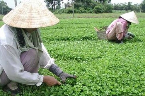 Xã nghèo từng ngập phèn ở Tây Ninh nay đổi đời nhờ cánh đồng rau má xanh mướt