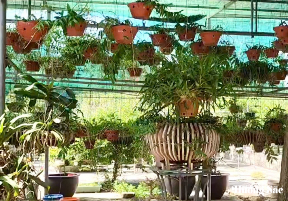 CLB Cây cảnh nghệ thuật tỉnh Tuyên Quang trưng bày SVC chào mừng ngày 2/9
