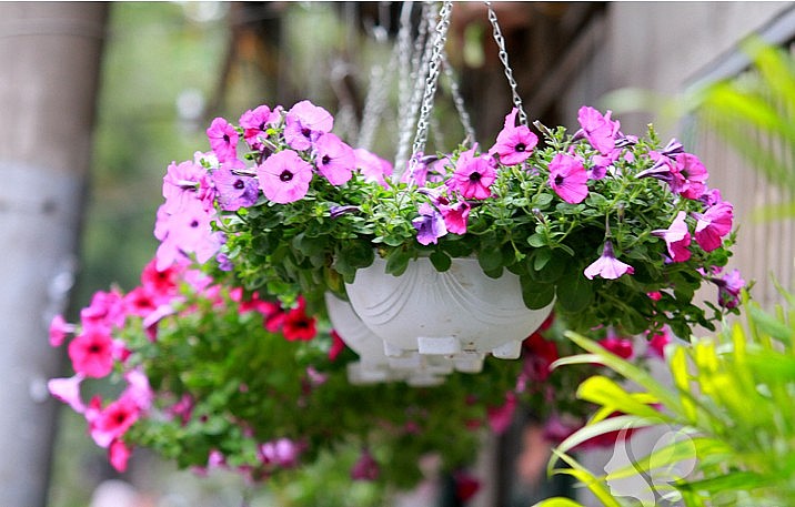 5 loại hoa trồng ban công dễ chăm sóc, sống dai – lựa chọn lý tưởng cho người bận rộn
