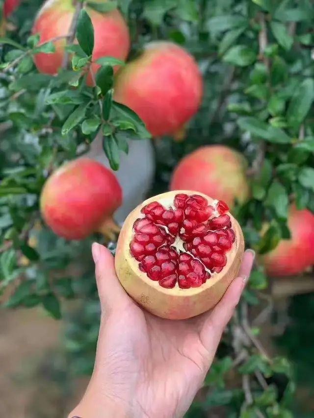 5 loại cây phong thủy sân vườn: Ăn ngon, hút tài lộc, nhà thêm may mắn