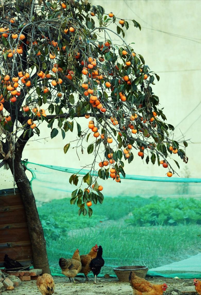 5 loại cây phong thủy sân vườn: Ăn ngon, hút tài lộc, nhà thêm may mắn