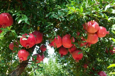 5 loại cây phong thủy sân vườn: Ăn ngon, hút tài lộc, nhà thêm may mắn