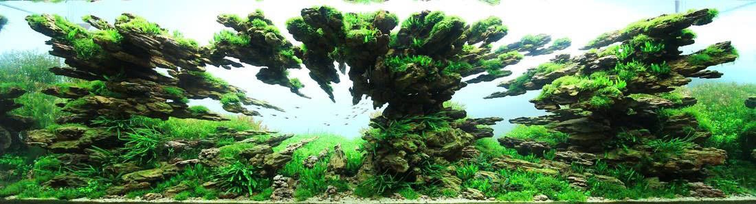 Trần Hoàng Long – Biểu tượng tiên phong của nghệ thuật thủy sinh Việt Nam