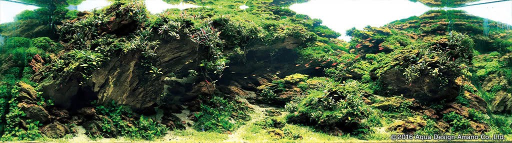 Trần Hoàng Long – Biểu tượng tiên phong của nghệ thuật thủy sinh Việt Nam