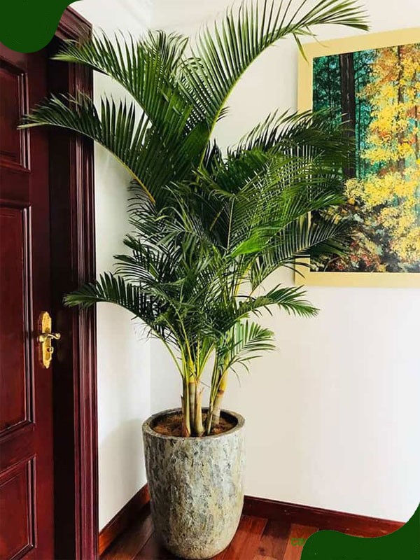 Ông bà xưa dặn: Cổng nhà có 3 loại cây này, phúc vào nhà, họa lùi xa, con cháu gặp nhiều may mắn
