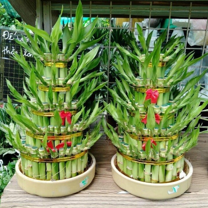 Nhà nhiều thiết bị điện tử? Hãy trồng ngay 10 loại cây cảnh này để hút bức xạ và thanh lọc không khí