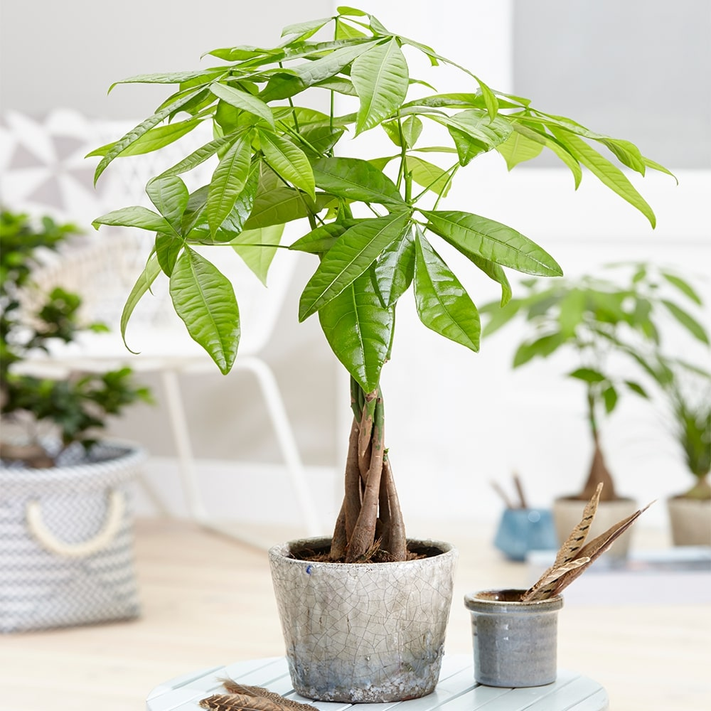 Nhà nhiều thiết bị điện tử? Hãy trồng ngay 10 loại cây cảnh này để hút bức xạ và thanh lọc không khí