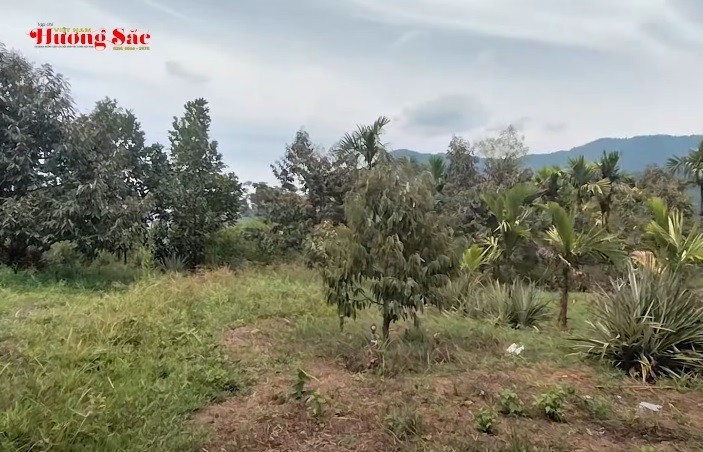 Cựu chiến binh Huỳnh Thân và trang trại cây ăn quả 5 hecta bên Suối Chí, Quảng Ngãi
