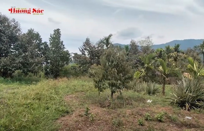 Cựu chiến binh Huỳnh Thân và trang trại cây ăn quả 5 hecta bên Suối Chí, Quảng Ngãi