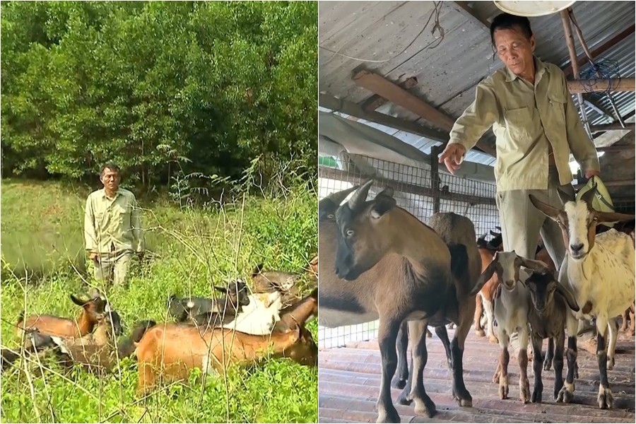 Nuôi dê trên đảo hồ Thác Bà: Nghề nhàn mà hiệu quả, xây dựng thương hiệu đặc sản vùng hồ