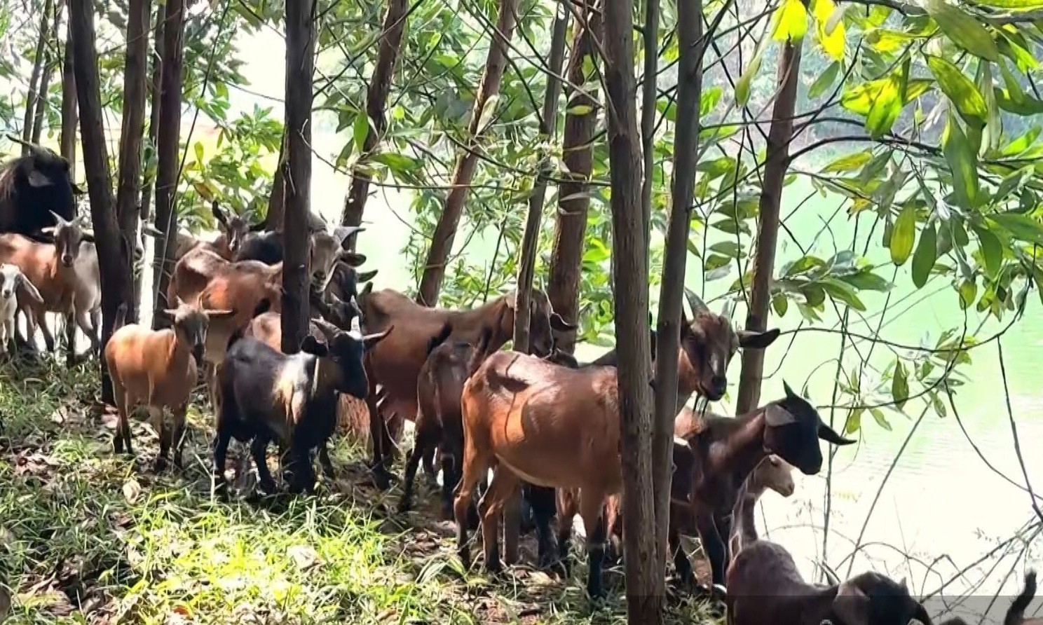 Nuôi dê trên đảo hồ Thác Bà: Nghề nhàn mà hiệu quả, xây dựng thương hiệu đặc sản vùng hồ