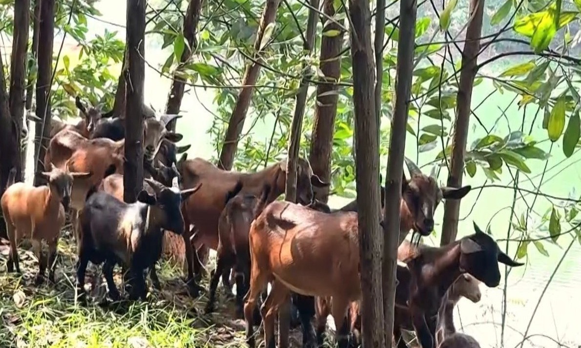 Nuôi dê trên đảo hồ Thác Bà: Nghề nhàn mà hiệu quả, xây dựng thương hiệu đặc sản vùng hồ