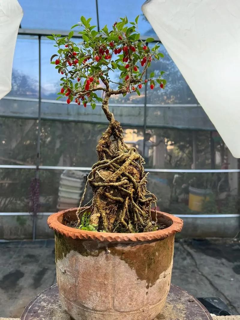 Cây có lá là vua bổ gan, quả như kim cương đỏ, trồng trong nhà vừa khỏe người vừa hút lộc
