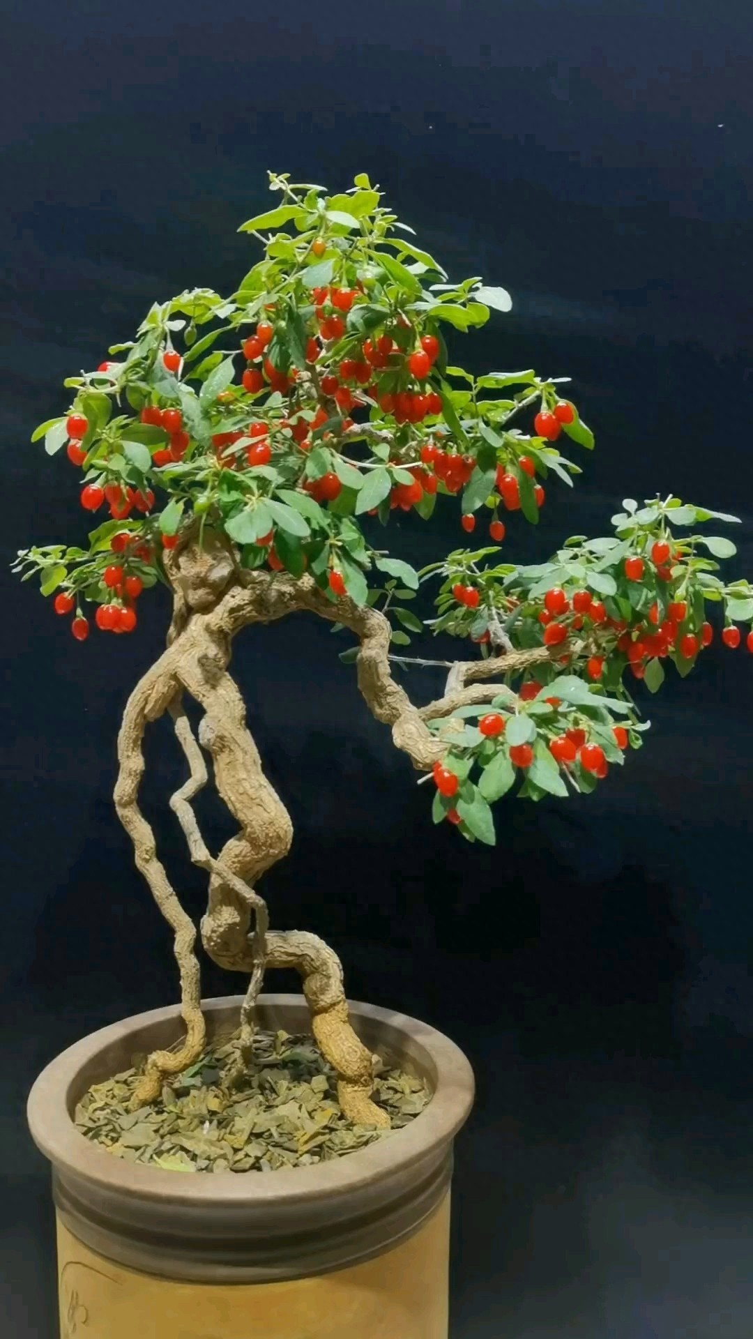 Cây có lá là vua bổ gan, quả như kim cương đỏ, trồng trong nhà vừa khỏe người vừa hút lộc