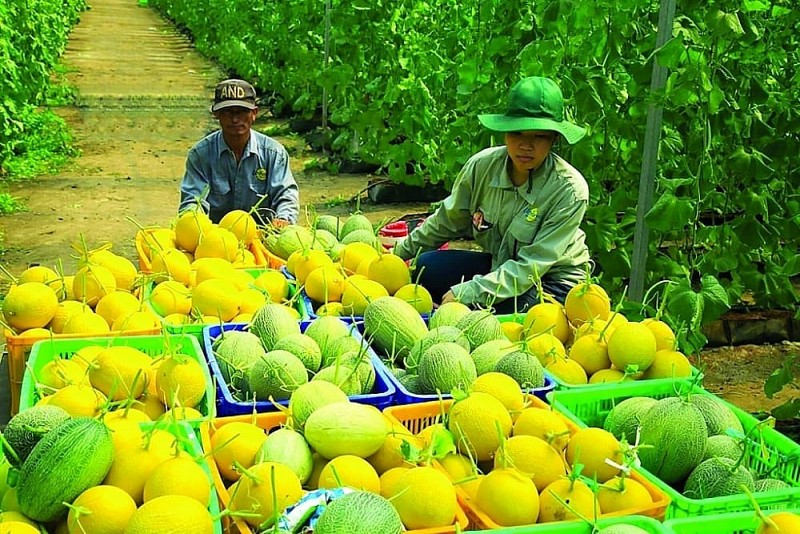 Tăng cường truy xuất nguồn gốc, bảo đảm chất lượng và uy tín nông, lâm, thủy sản xuất khẩu