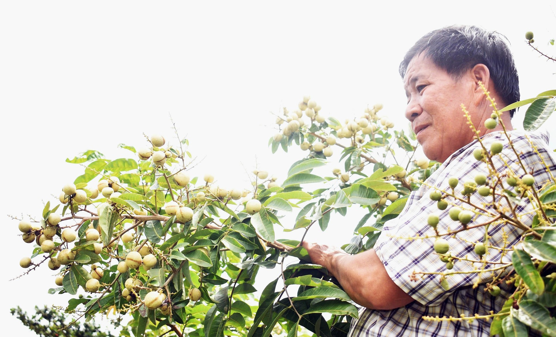 Nông dân miền Tây trồng giống nhãn hạt lép, cơm vàng: ăn ngon, có thể trồng chậu làm cảnh