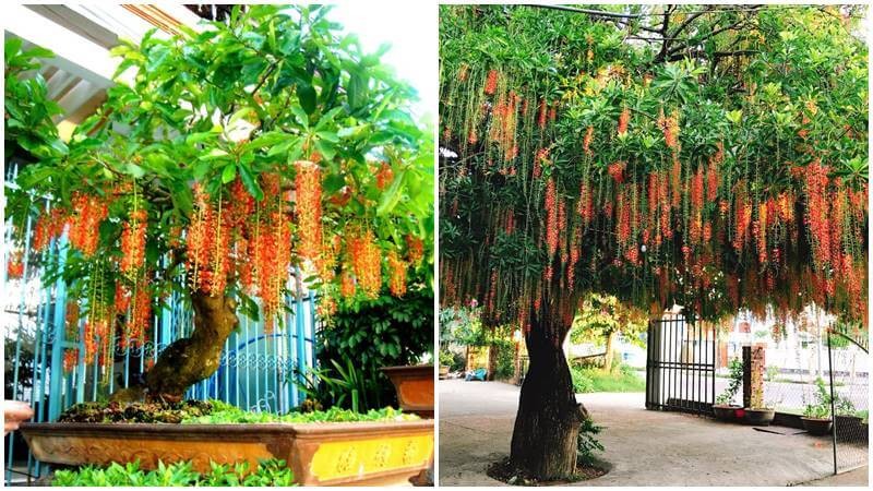 Ông bà xưa dặn: Cổng nhà có 3 loại cây này, phúc vào nhà, họa lùi xa, con cháu gặp nhiều may mắn