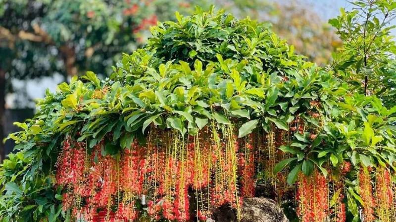 Ông bà xưa dặn: Cổng nhà có 3 loại cây này, phúc vào nhà, họa lùi xa, con cháu gặp nhiều may mắn
