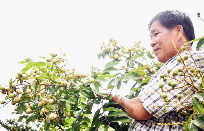 Nông dân miền Tây trồng giống nhãn hạt lép, cơm vàng: ăn ngon, có thể trồng chậu làm cảnh