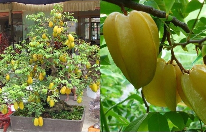 Hướng dẫn chi tiết cách trồng cây khế trong chậu cảnh đúng kỹ thuật